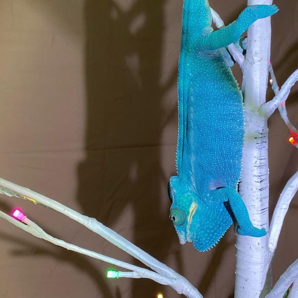 (諾西貝Nosy Be)七彩變色龍 七彩變色龍,變色龍,高冠變色龍,寵物咖啡廳,守宮,爬蟲,樹棲型爬蟲,飼育設備,蜥蜴