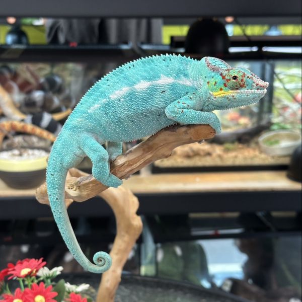 (諾西貝Nosy Be)七彩變色龍 七彩變色龍,變色龍,高冠變色龍,寵物咖啡廳,守宮,爬蟲,樹棲型爬蟲,飼育設備,蜥蜴