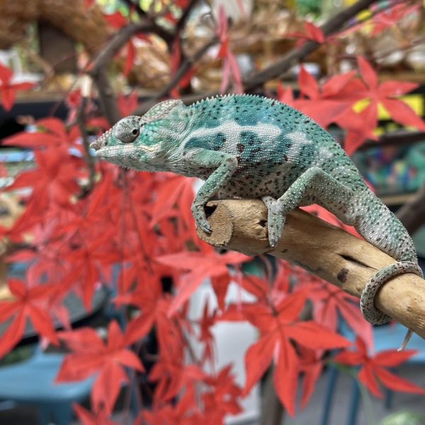 (諾西菲力Nosy Faly)七彩變色龍 七彩變色龍,變色龍,高冠變色龍,寵物咖啡廳,守宮,爬蟲,樹棲型爬蟲,飼育設備,蜥蜴
