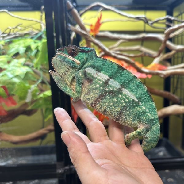 (米茲歐Nosy Mitsio)七彩變色龍 七彩變色龍,變色龍,高冠變色龍,寵物咖啡廳,守宮,爬蟲,樹棲型爬蟲,飼育設備,蜥蜴