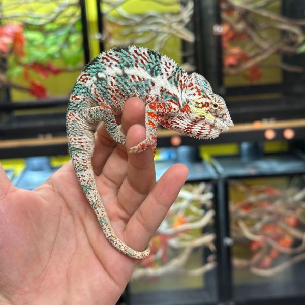 (諾西菲力ＮosyFaly)七彩變色龍 