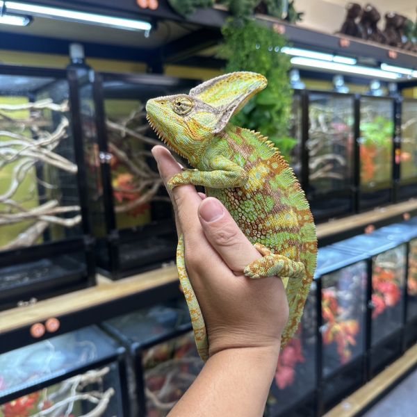 (成體)高冠變色龍 七彩變色龍,變色龍,高冠變色龍,寵物咖啡廳,守宮,爬蟲,樹棲型爬蟲,飼育設備,蜥蜴
