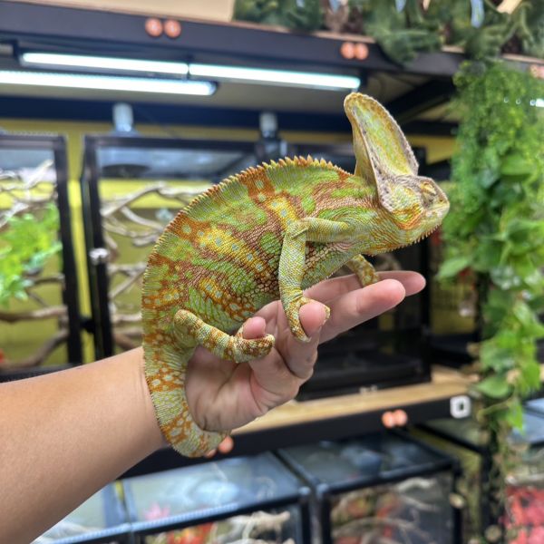 (成體)高冠變色龍 七彩變色龍,變色龍,高冠變色龍,寵物咖啡廳,守宮,爬蟲,樹棲型爬蟲,飼育設備,蜥蜴