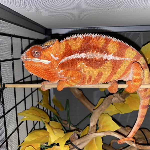 (山巴瓦Sambava)七彩變色龍 七彩變色龍,變色龍,高冠變色龍,寵物咖啡廳,守宮,爬蟲,樹棲型爬蟲,飼育設備,蜥蜴
