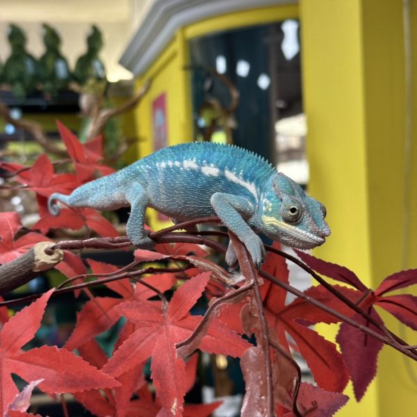 (諾西貝Nosy Be)七彩變色龍 七彩變色龍,變色龍,高冠變色龍,寵物咖啡廳,守宮,爬蟲,樹棲型爬蟲,飼育設備,蜥蜴