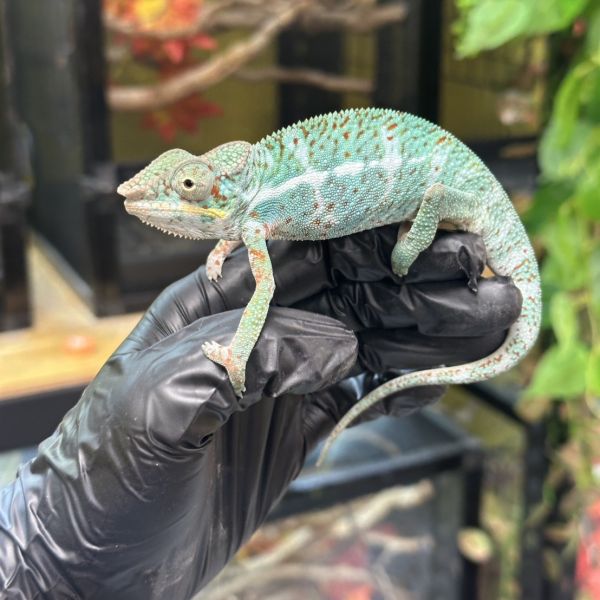 (諾西菲力Nosy Faly)七彩變色龍 七彩變色龍,變色龍,高冠變色龍,寵物咖啡廳,守宮,爬蟲,樹棲型爬蟲,飼育設備,蜥蜴