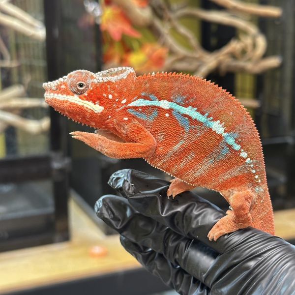 (安比諾貝Ambilobe)七彩變色龍 七彩變色龍,變色龍,高冠變色龍,寵物咖啡廳,守宮,爬蟲,樹棲型爬蟲,飼育設備,蜥蜴