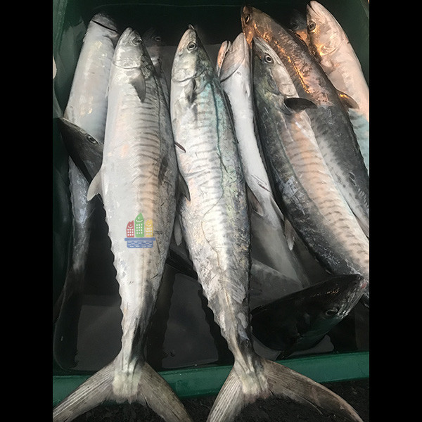 土魠菲力 料理,便當,農會,魚片,健康,無添加,寵物鮮食