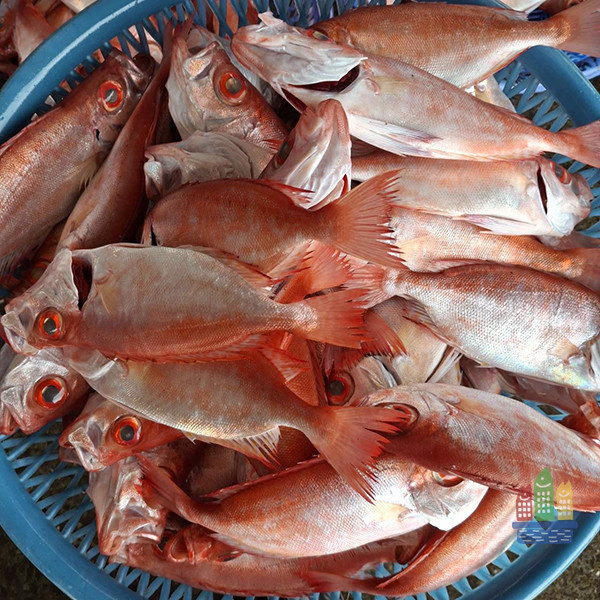 紅目鰱 料理,便當,農會,生魚片,健康,無添加,寵物鮮食