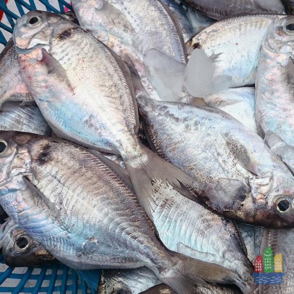 肉魚【刺鯧、肉鯽仔】 