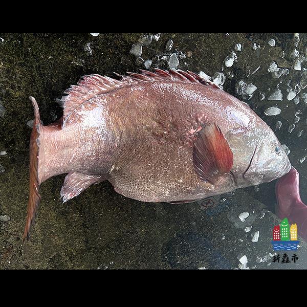 野生石斑魚-可客製 