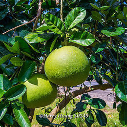 柚遇見你︱老酒漬柚 老酒漬柚,馬祖伴手禮推薦,大白柚皮零食,潤喉健康零嘴,馬祖老酒特產,天然無添加零食,低碳綠色商品