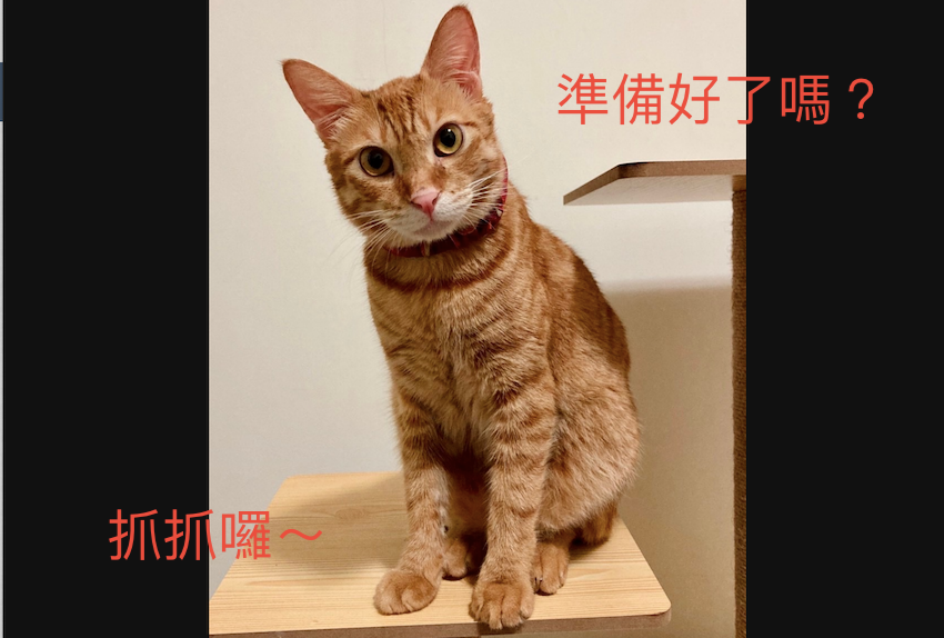 貓抓板系列 - 米町町