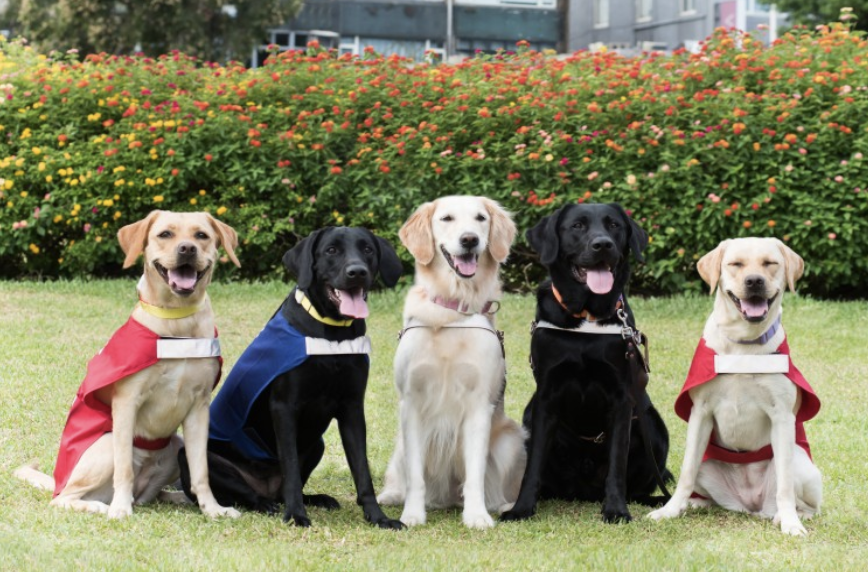 導盲犬募集購活動專區 - 米町町
