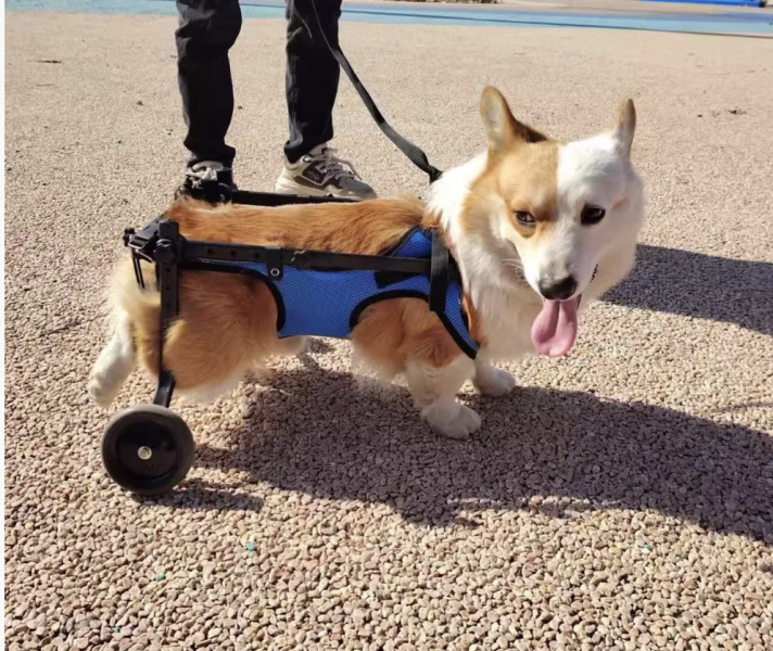 寵物輔助二輪行走車 寵物輔助二輪行走車｜老年犬 ｜復健 手術過後短暫康復期｜ 後癱