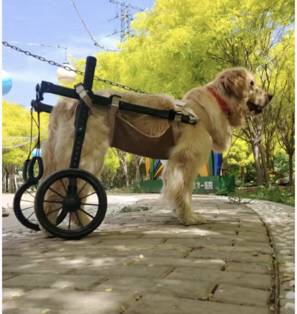 寵物輔助二輪行走車-L XL XXL號 寵物輔助行走車｜老年犬 ｜復健 手術過後短暫康復期｜ 前癱後癱