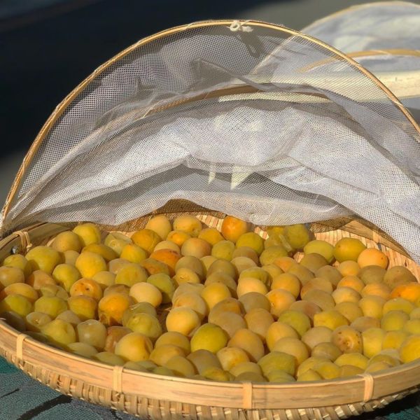 【春季限定】發酵研究室-梅好時光 Fermentation laboratory-Preserving Plums in Season 