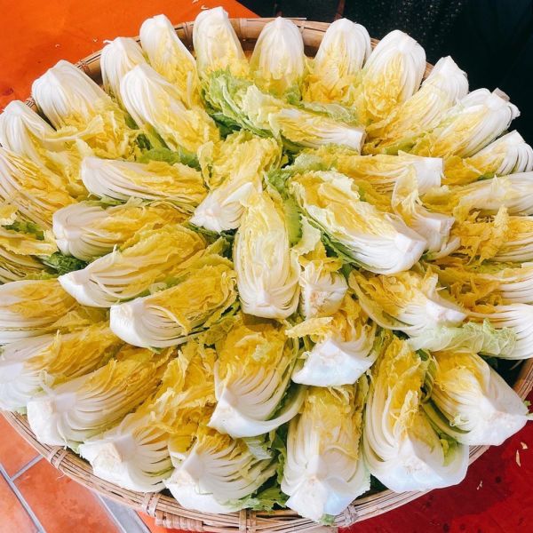 發酵研究室-酸白菜 Fermentation laboratory- Chinese Sauerkraut 