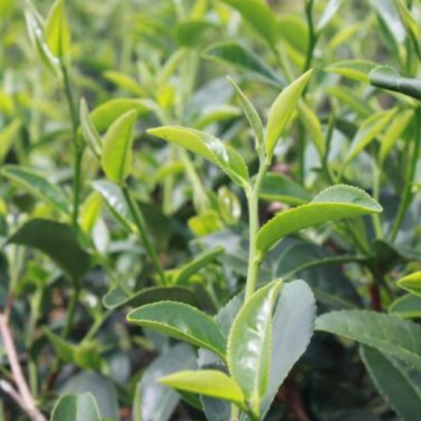 翠玉烏龍老茶/手採茶150g 