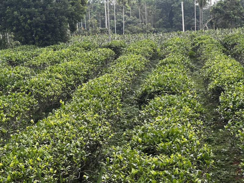 野放紅玉白茶/手採 50g 野放茶 白茶
