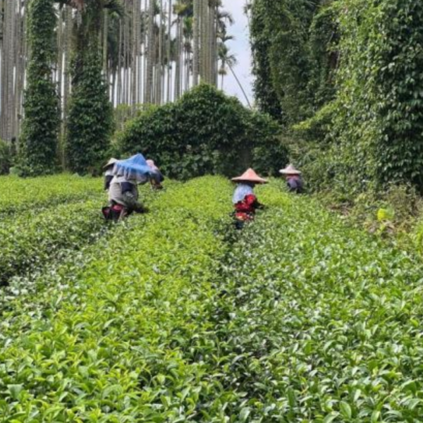 野放金萱烏龍茶/手採茶150g 