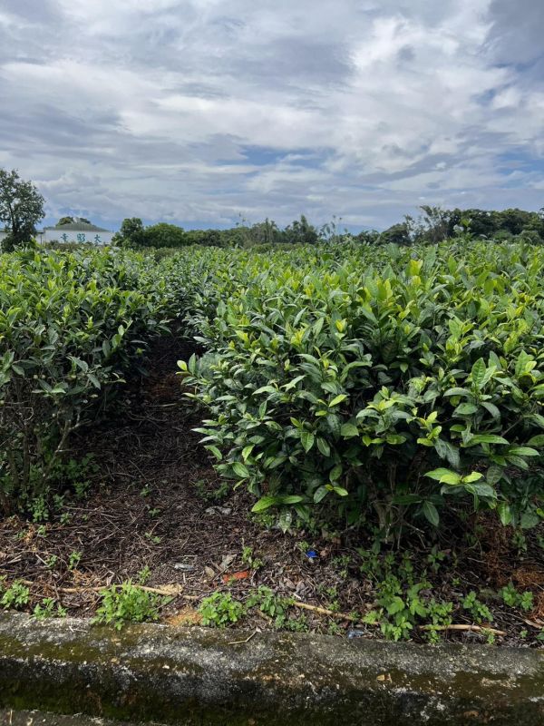 野山紅茶/手採茶100g 