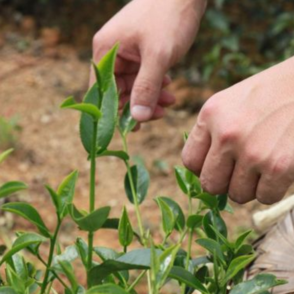 翠玉烏龍老茶/手採茶150g 