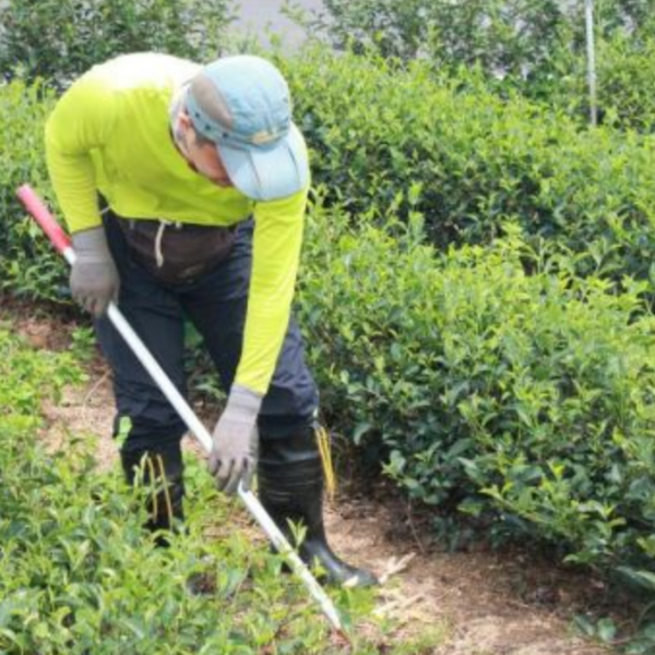 綜合茶包(30入)/六種口味 