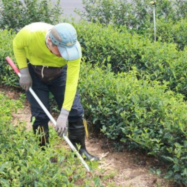 綜合茶包(15入)/五種口味 