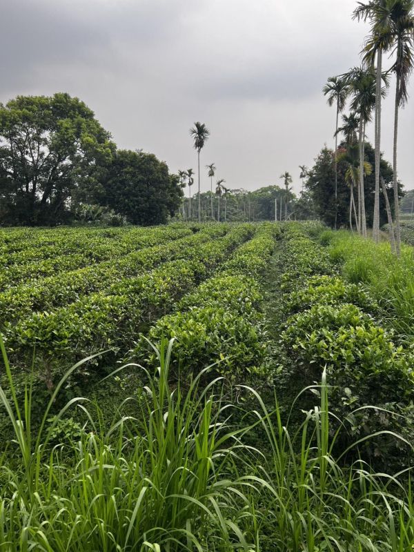 野放紅玉白茶/手採 50g 野放茶 白茶