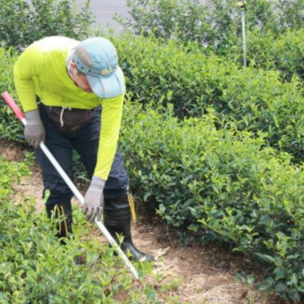 翠玉紅烏龍茶包(30入) 