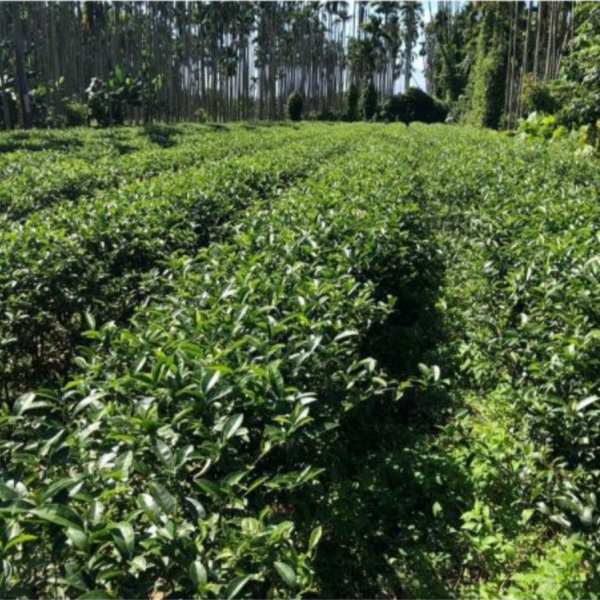 野放金萱烏龍茶/手採茶150g 