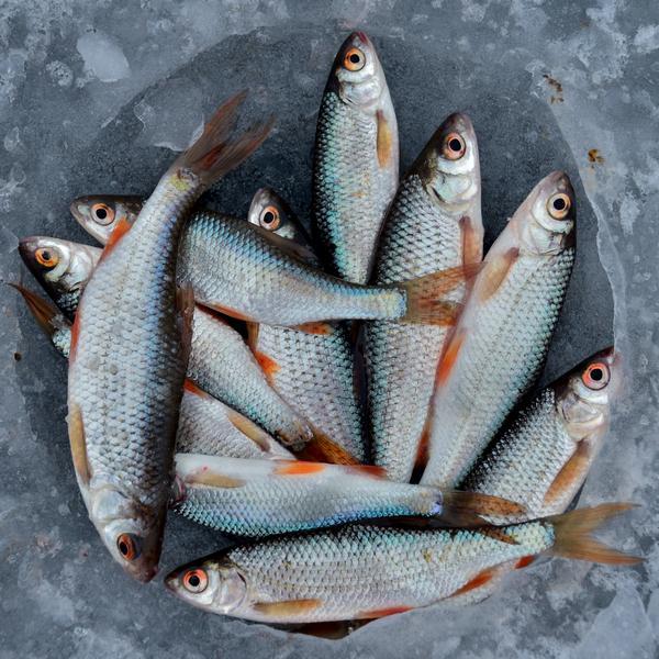 產業範例商品-冷凍直送鮮魚 