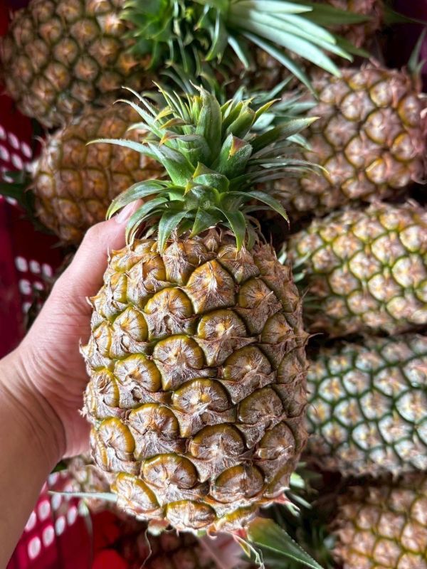 高雄金鑽鳳梨2支只要100元 