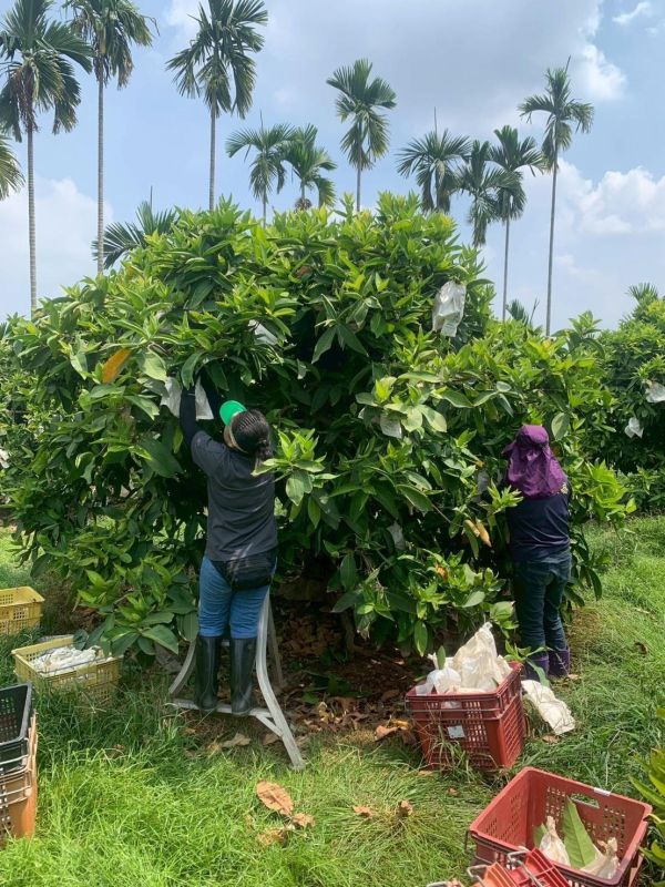 屏東蜜風鈴蓮霧 屏東蜜風鈴蓮霧, 蓮霧, 屏東