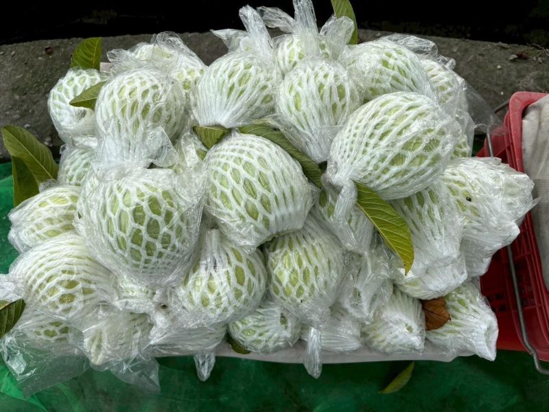 彰化二水 珍珠芭樂 