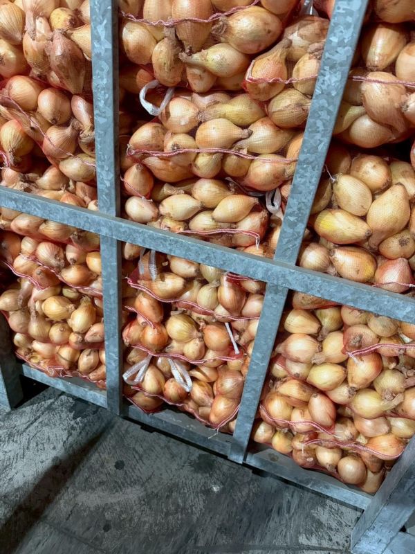 屏東在地新鮮洋蔥當季直送  10顆 屏東在地新鮮洋蔥,當季直送,新鮮洋蔥,洋蔥,屏東洋蔥