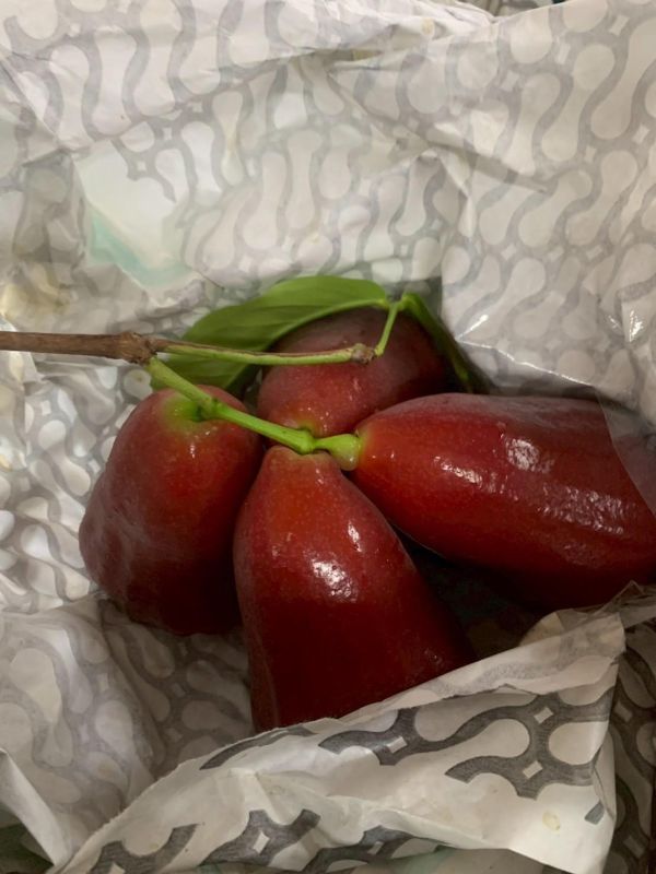 屏東蜜風鈴蓮霧 屏東蜜風鈴蓮霧, 蓮霧, 屏東