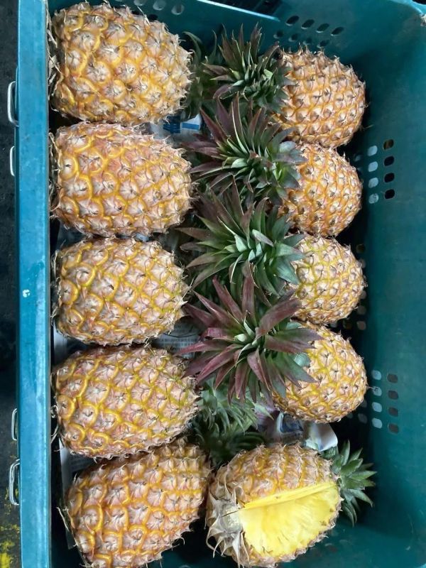 屏東金鑽鳳梨(1組2顆) 屏東金鑽鳳梨, 屏東鳳梨, 金鑽鳳梨