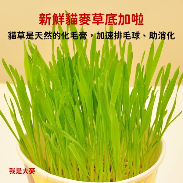 現貨【大麥種子】250g嚴選新鮮澳洲貓用貓食用貓草種子貓麥草發芽率高化毛助消化排毛球自種【MOMOCAT摸摸貓】E28 貓草,貓草種子,種子,大麥種子,大麥草種子,大麥草,貓麥草,化毛,排毛球,食用麥草