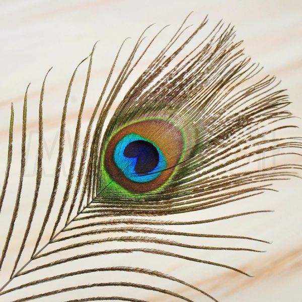 現貨【孔雀羽毛天然羽毛逗貓棒】長40~45cm 台灣 孔雀毛 羽毛 無加工 無染色 無色素【MOMOCAT摸摸貓】E65 長40~45cm,台灣,孔雀毛,羽毛,無加工v無染色,無色素,逗貓棒,貓玩具,貓咪玩具,幼貓玩具,互動玩具