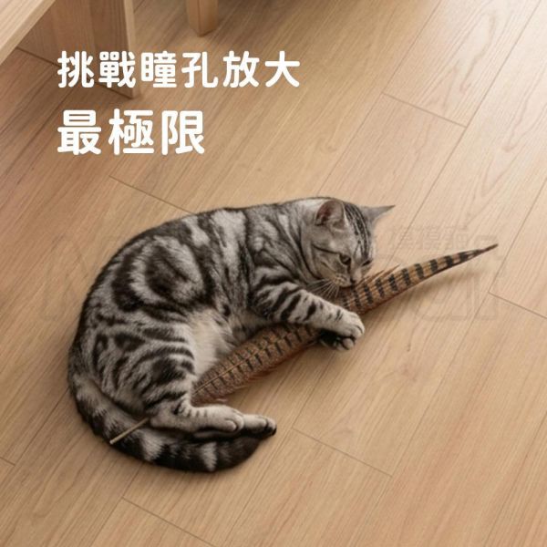 現貨【雉雞尾羽天然羽毛逗貓棒】長55~60cm 台灣 雄雉雞 羽毛 尾毛 尾羽 無染色色素【MOMOCAT摸摸貓】E65 長55~60cm,台灣,雄雉雞,羽毛,尾毛,尾羽,無加工v無染色,無色素,逗貓棒,貓玩具,貓咪玩具,幼貓玩具,互動玩具
