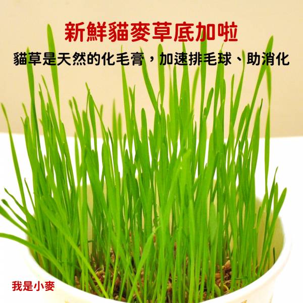 現貨【小麥種子】250g專業新鮮美國貓用貓食用貓草種子貓麥草簡單好種化毛助消化排毛球自種【MOMOCAT摸摸貓】E28 貓草,貓草種子,種子,小麥種子,小麥草種子,小麥草,貓麥草,化毛,排毛球,食用麥草