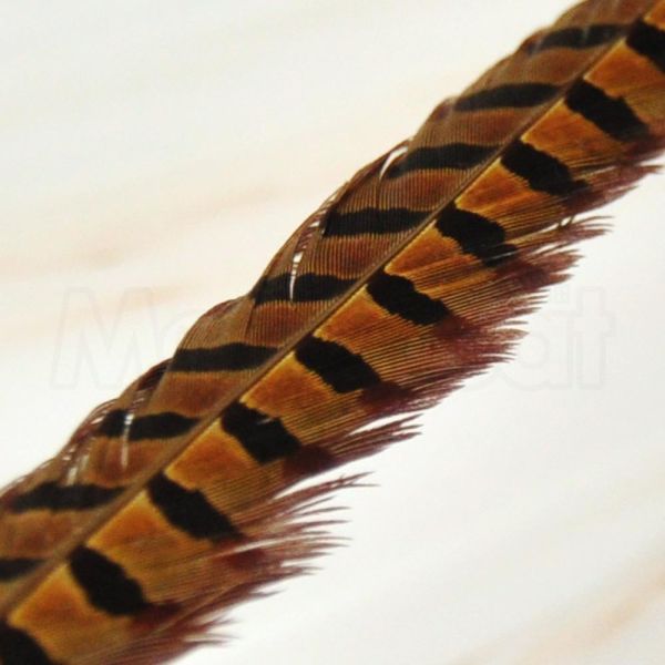 現貨【雉雞尾羽天然羽毛逗貓棒】長55~60cm 台灣 雄雉雞 羽毛 尾毛 尾羽 無染色色素【MOMOCAT摸摸貓】E65 長55~60cm,台灣,雄雉雞,羽毛,尾毛,尾羽,無加工v無染色,無色素,逗貓棒,貓玩具,貓咪玩具,幼貓玩具,互動玩具