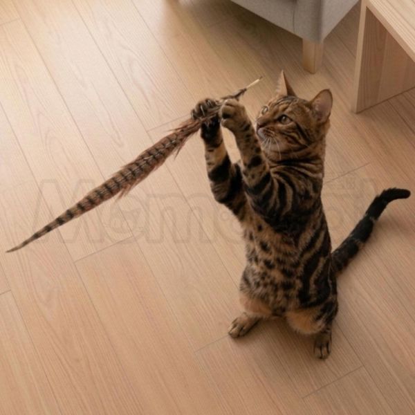 現貨【雉雞尾羽天然羽毛逗貓棒】長55~60cm 台灣 雄雉雞 羽毛 尾毛 尾羽 無染色色素【MOMOCAT摸摸貓】E65 長55~60cm,台灣,雄雉雞,羽毛,尾毛,尾羽,無加工v無染色,無色素,逗貓棒,貓玩具,貓咪玩具,幼貓玩具,互動玩具