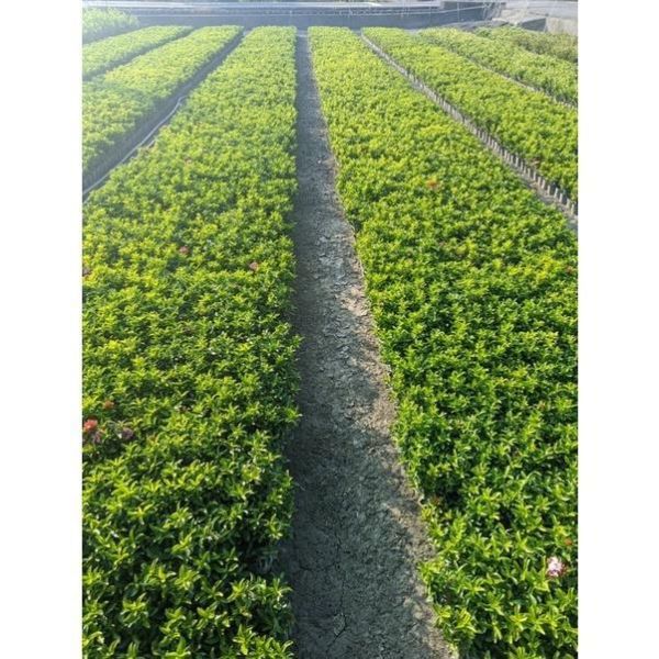 【粉矮仙丹】粉花矮仙丹 圍籬植物 綠籬 花壇滾邊 庭園造景 景觀工程 粉矮仙丹, 粉花矮仙丹, 矮仙丹袋苗, 綠籬植物, 花壇滾邊, 景觀工程植栽, 寬乘園藝