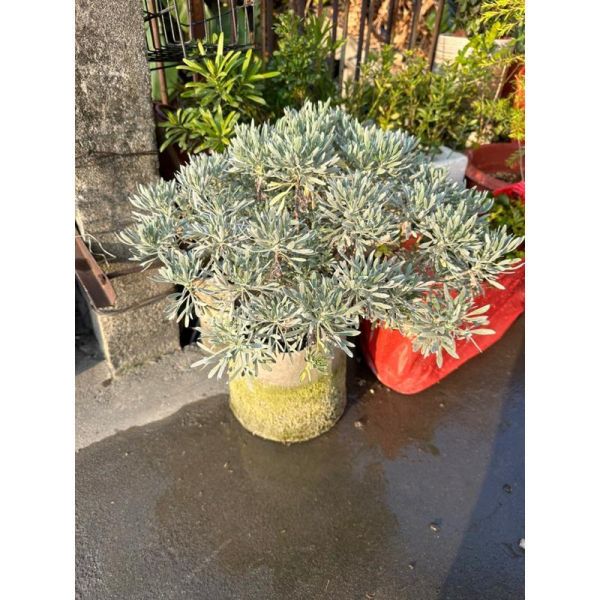 【寬乘職人】單幹芙蓉菊產地直發 獨立主幹 迎客松姿態 辟邪植物 鎮宅 觀葉植物 