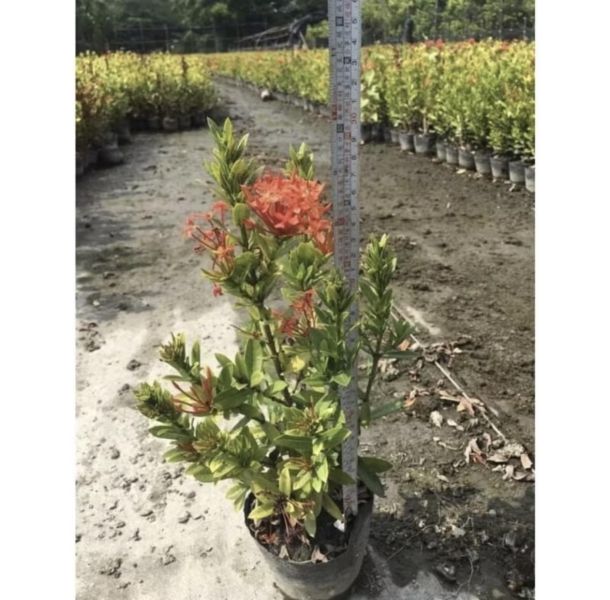 【紅花矮仙丹】3寸袋苗 紅色仙丹 圍籬植物 綠籬 庭園造景 景觀工程 