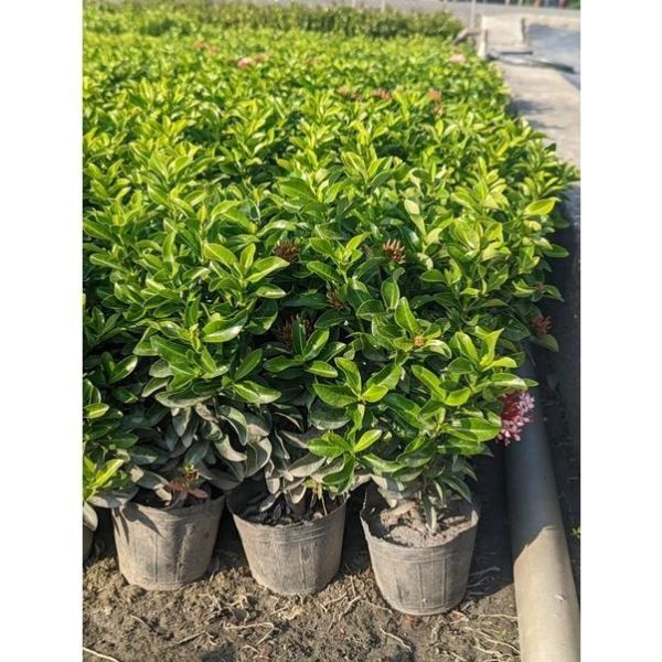 【粉矮仙丹】粉花矮仙丹 圍籬植物 綠籬 花壇滾邊 庭園造景 景觀工程 粉矮仙丹, 粉花矮仙丹, 矮仙丹袋苗, 綠籬植物, 花壇滾邊, 景觀工程植栽, 寬乘園藝