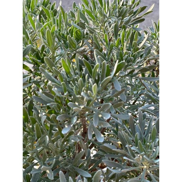 【寬乘職人】單幹芙蓉菊產地直發 獨立主幹 迎客松姿態 辟邪植物 鎮宅 觀葉植物 
